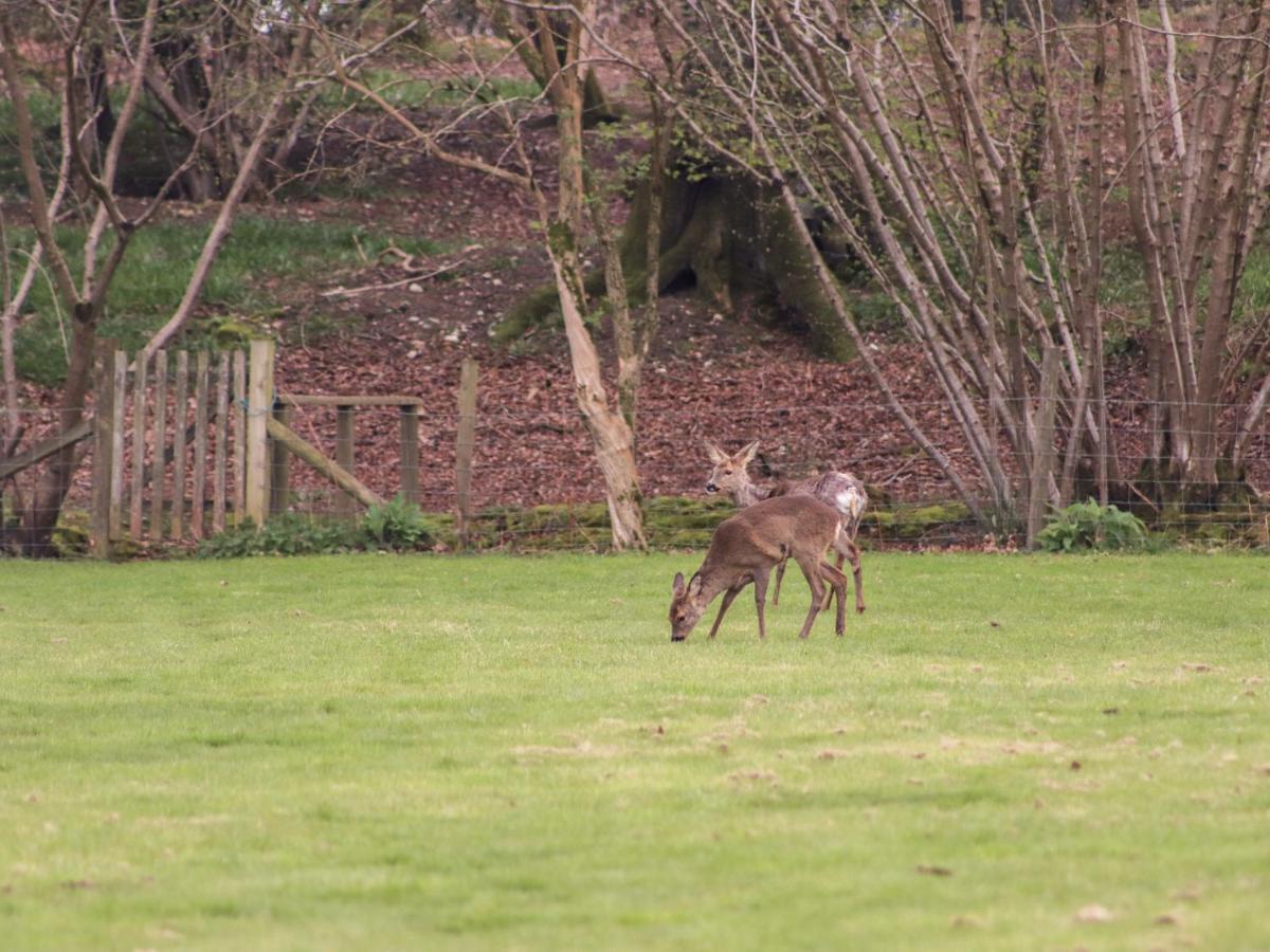 Deer lodge at Chapel Lodges Wimborne Minster Eksteriør billede